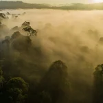 Kuamut Rainforest Conservation